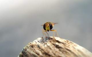 Illustration for article titled Shooting Challenge: Bugs Gallery (Part 3)